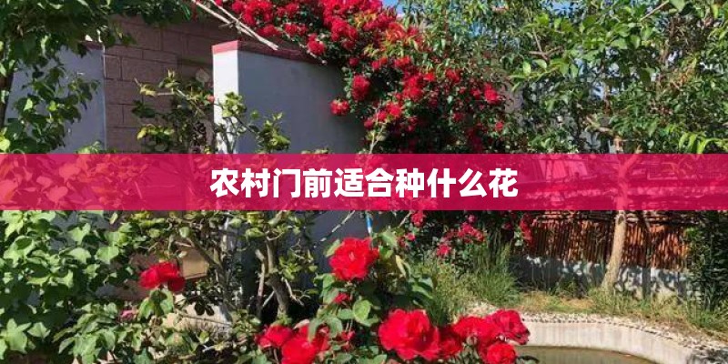农村门前适合种什么花