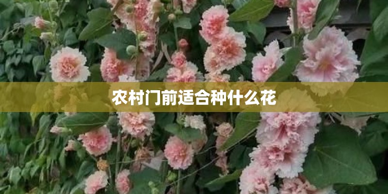 农村门前适合种什么花