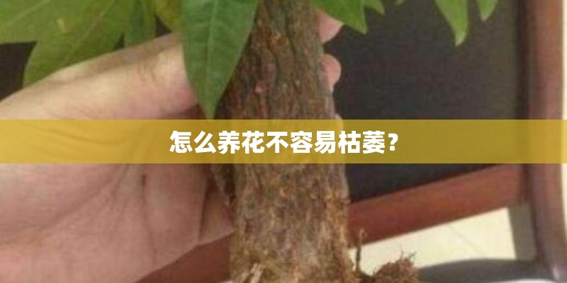 怎么养花不容易枯萎？