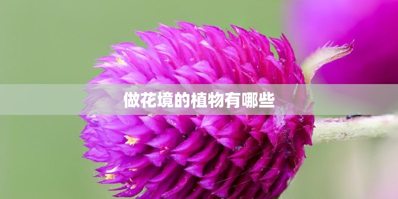 做花境的植物有哪些