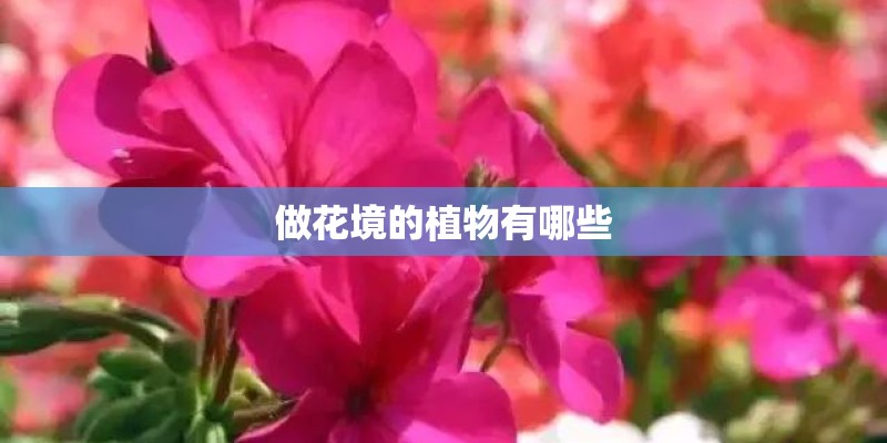 做花境的植物有哪些