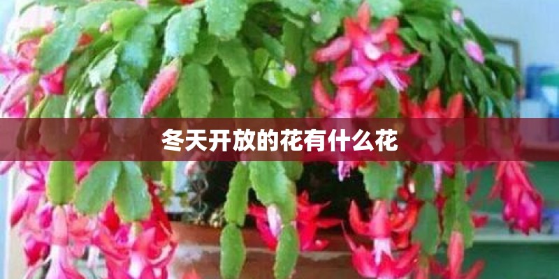 冬天开放的花有什么花