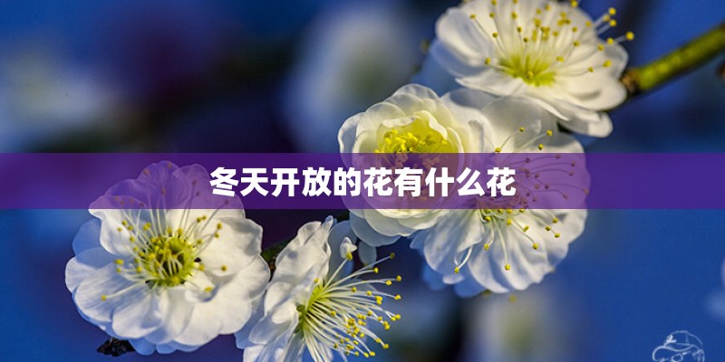 冬天开放的花有什么花