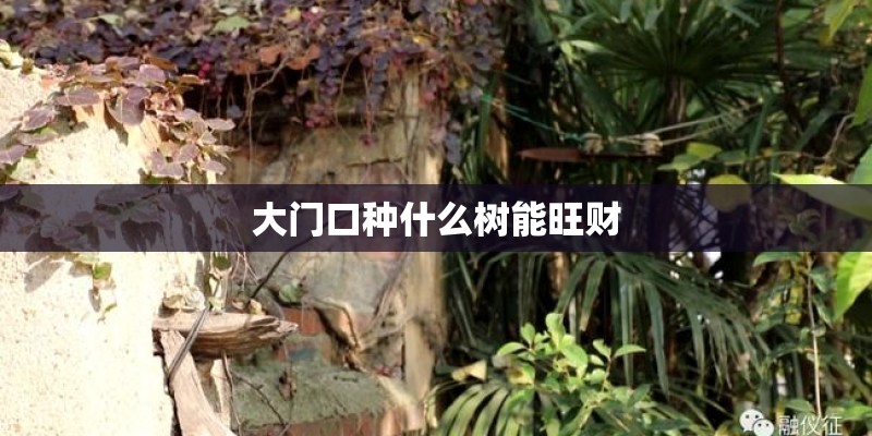大门口种什么树能旺财