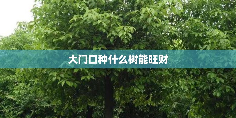 大门口种什么树能旺财