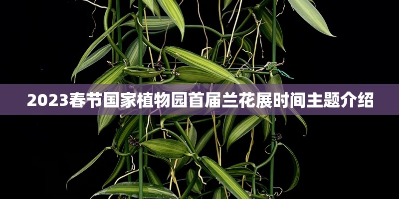 2023春节国家植物园首届兰花展时间主题介绍