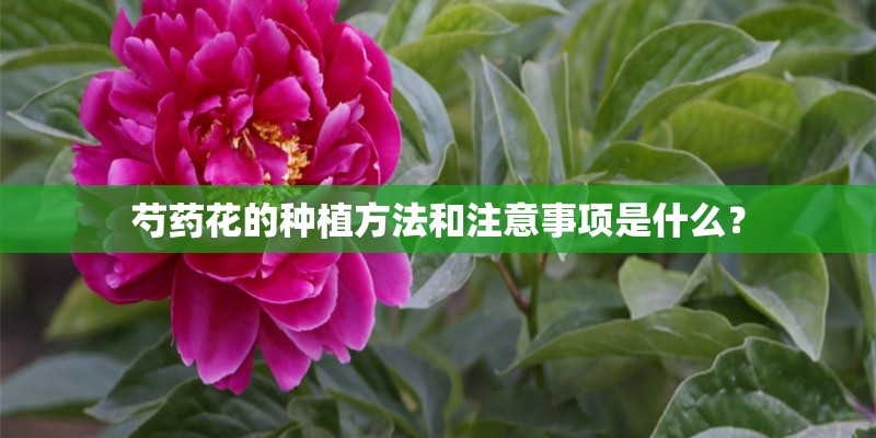 芍药花的种植方法和注意事项是什么？