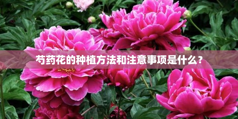 迷你牛毛水草能种花盆吗