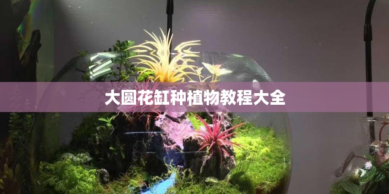 大圆花缸种植物教程大全