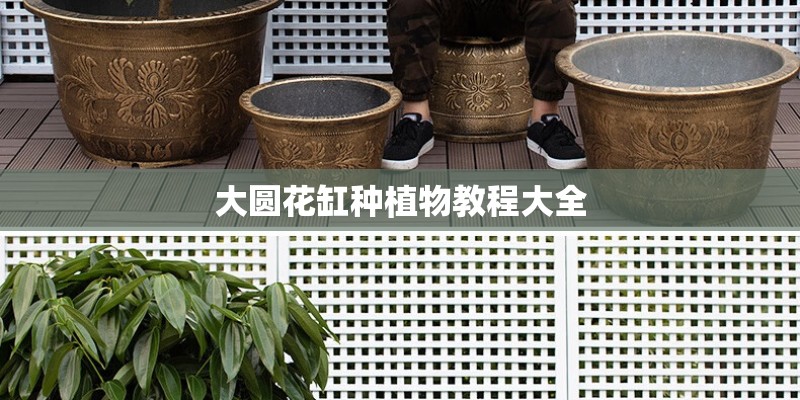 大圆花缸种植物教程大全