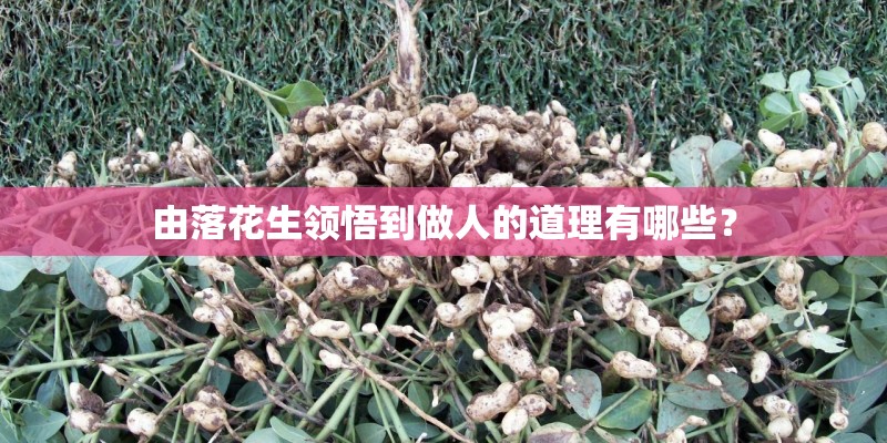 由落花生领悟到做人的道理有哪些？