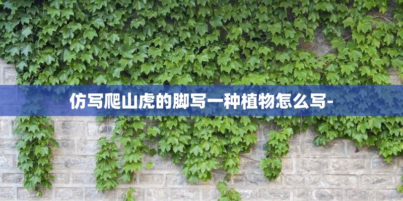 仿写爬山虎的脚写一种植物怎么写-