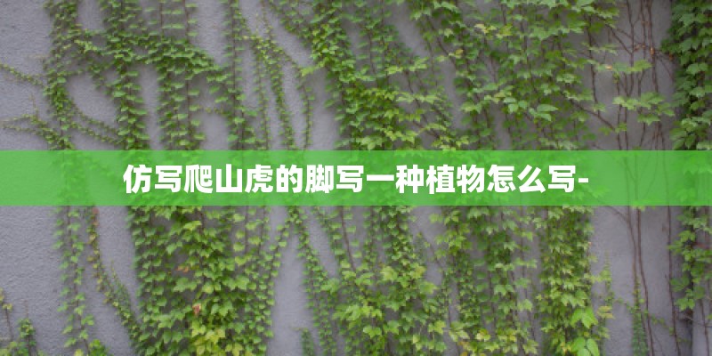 仿写爬山虎的脚写一种植物怎么写-