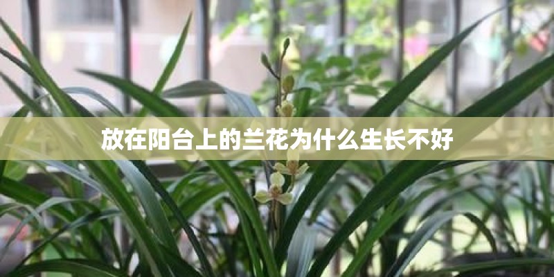 放在阳台上的兰花为什么生长不好