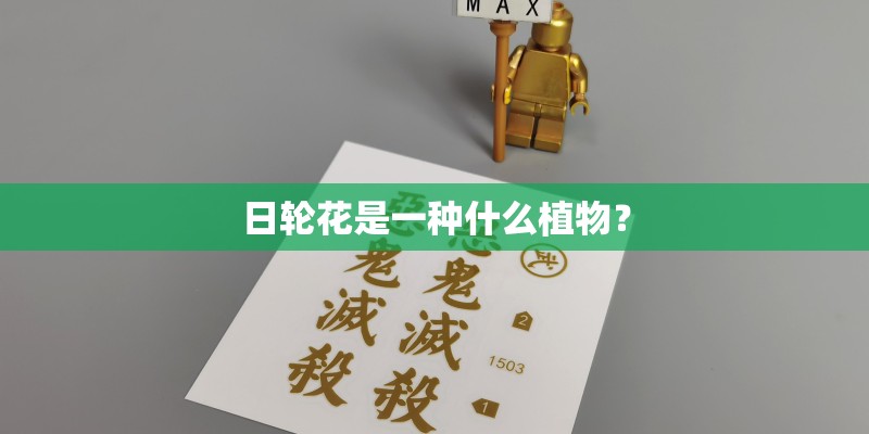 日轮花是一种什么植物？