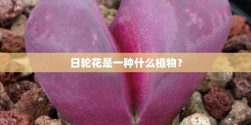 日轮花是一种什么植物？