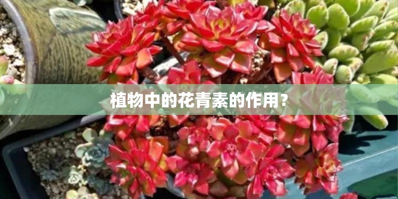 植物中的花青素的作用？