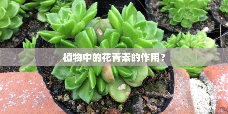 植物中的花青素的作用？