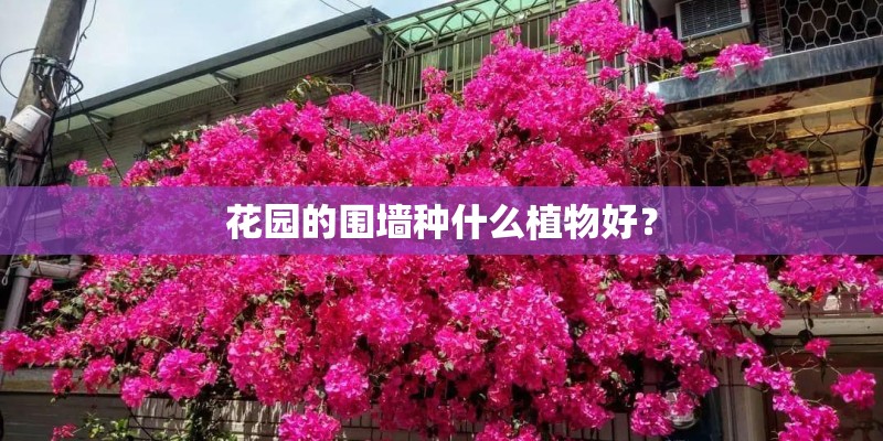 花园的围墙种什么植物好？