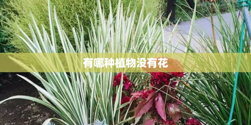 有哪种植物没有花