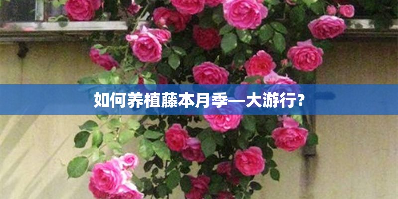 如何养植藤本月季—大游行？