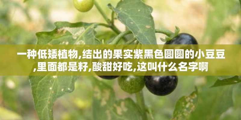 一种低矮植物,结出的果实紫黑色圆圆的小豆豆,里面都是籽,酸甜好吃,这叫什么名字啊