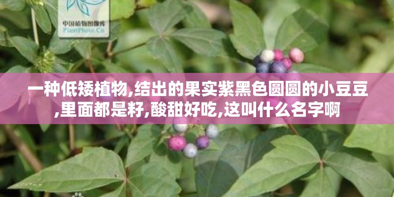 一种低矮植物,结出的果实紫黑色圆圆的小豆豆,里面都是籽,酸甜好吃,这叫什么名字啊