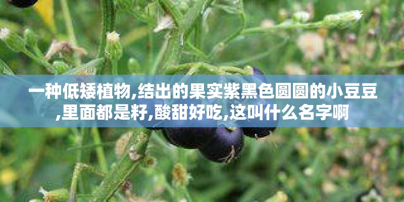 一种低矮植物,结出的果实紫黑色圆圆的小豆豆,里面都是籽,酸甜好吃,这叫什么名字啊