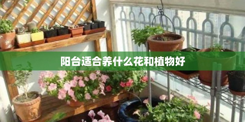 阳台适合养什么花和植物好