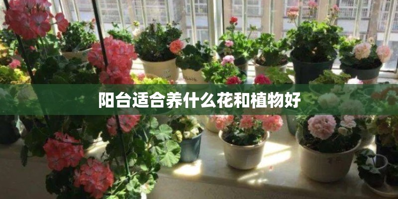 阳台适合养什么花和植物好