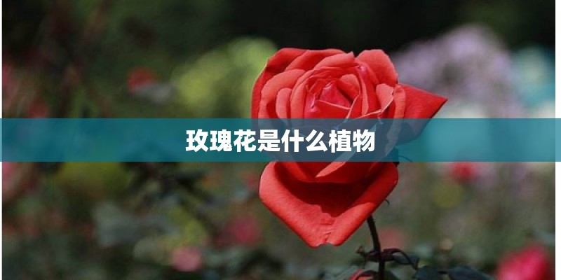 玫瑰花是什么植物