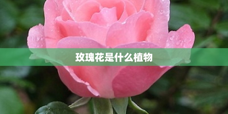 玫瑰花是什么植物