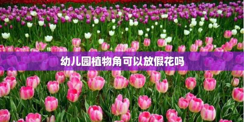幼儿园植物角可以放假花吗