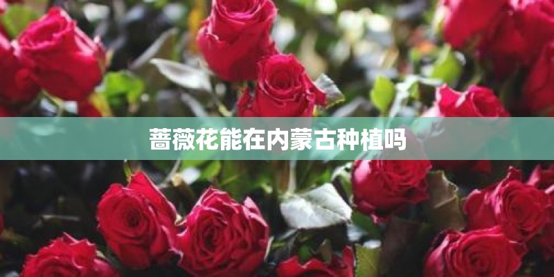 蔷薇花能在内蒙古种植吗
