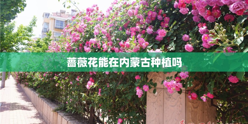 蔷薇花能在内蒙古种植吗
