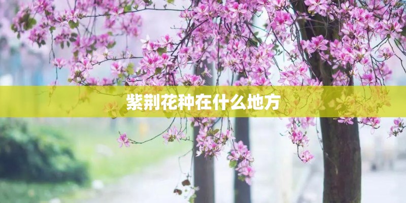 紫荆花种在什么地方