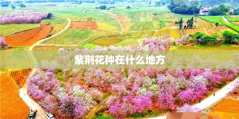 紫荆花种在什么地方