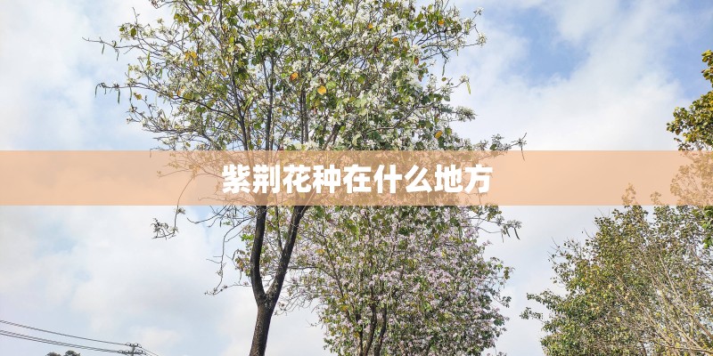 紫荆花种在什么地方