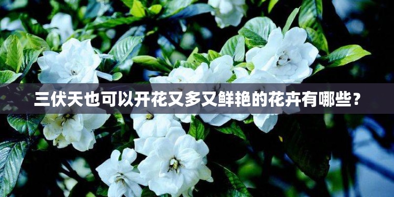 三伏天也可以开花又多又鲜艳的花卉有哪些？