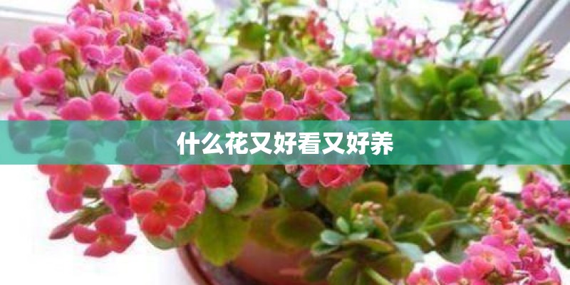 什么花又好看又好养