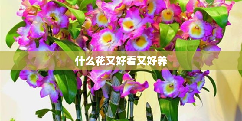 什么花又好看又好养