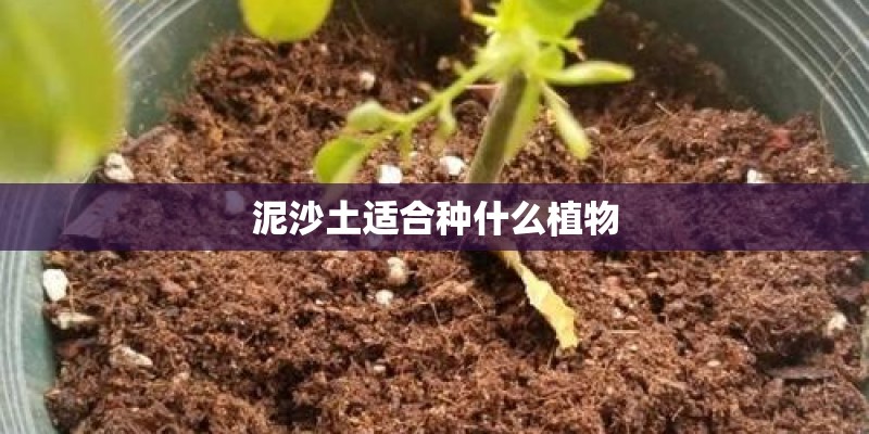 泥沙土适合种什么植物