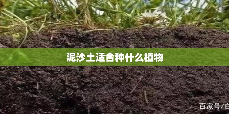 泥沙土适合种什么植物
