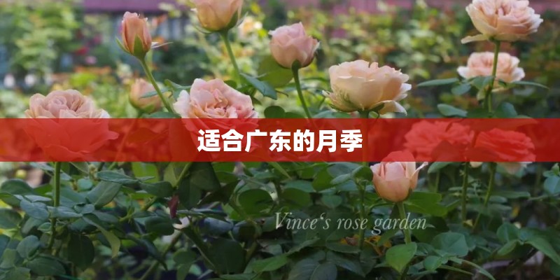 适合广东的月季