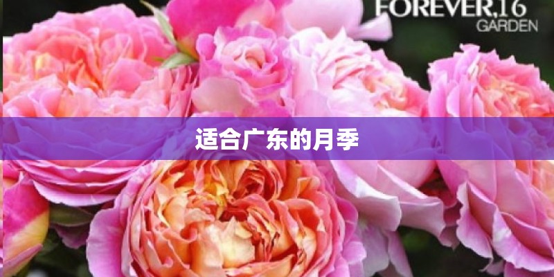 适合广东的月季
