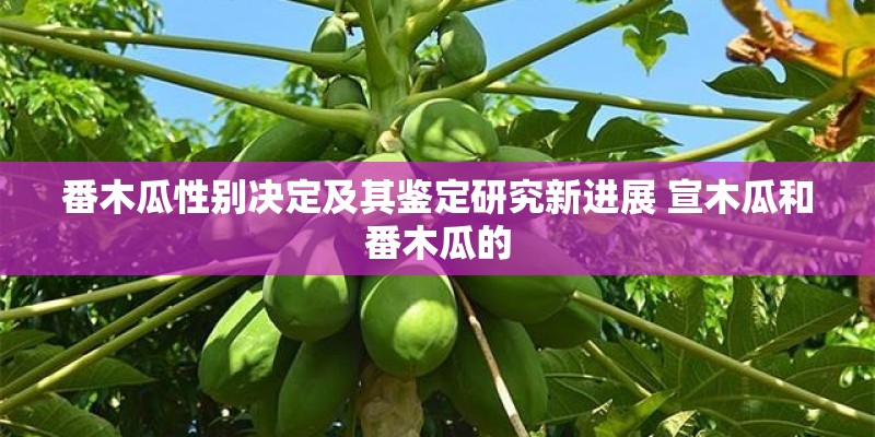 番木瓜性别决定及其鉴定研究新进展 宣木瓜和番木瓜的