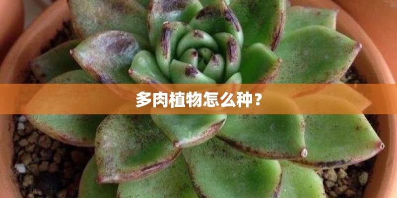 多肉植物怎么种？