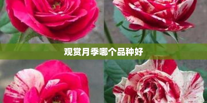 观赏月季哪个品种好