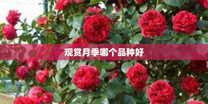 观赏月季哪个品种好
