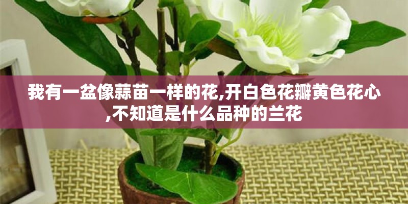我有一盆像蒜苗一样的花,开白色花瓣黄色花心,不知道是什么品种的兰花